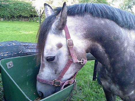 Welsh Pony af Cob-type (sec C) Stauslykke Vincent billede 11