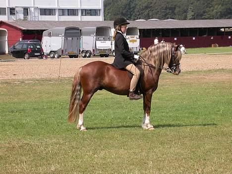 Welsh Pony af Cob-type (sec C) Menai William (RIP) - Engelsk ridestil stævne, Horsens dyrskue billede 13