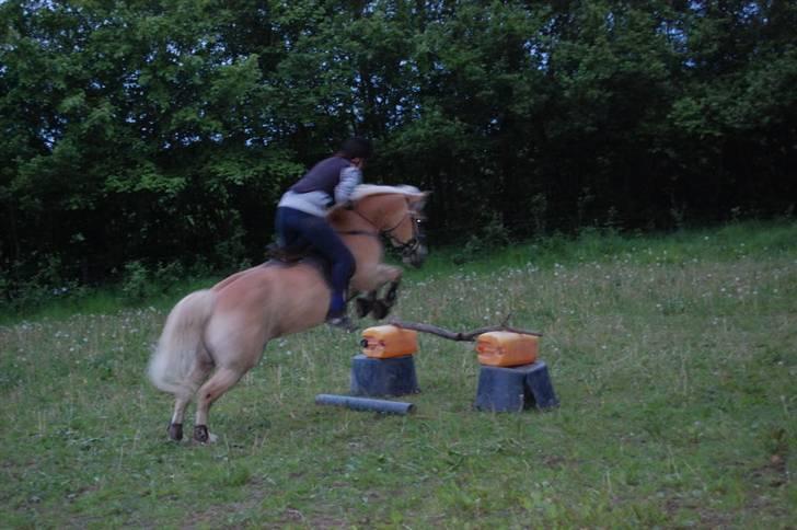 Haflinger Eizhia - **nyt** spring kan den lille pony skam os :) billede 15