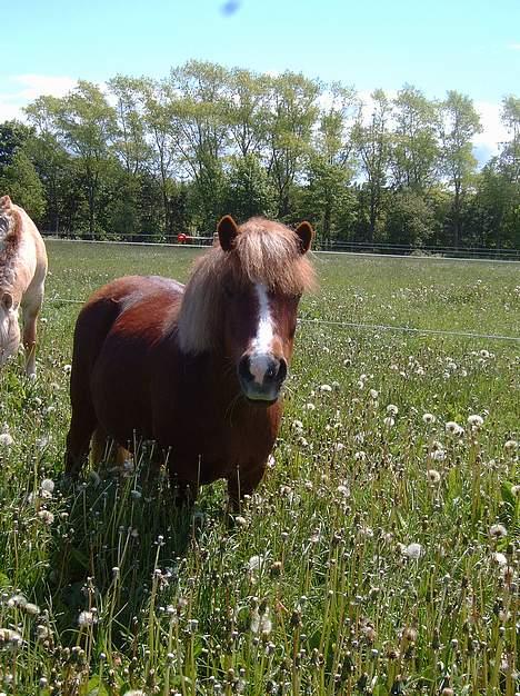 Shetlænder Sunny - SMUKKE SUNNY <3<3<3<3<3 billede 1