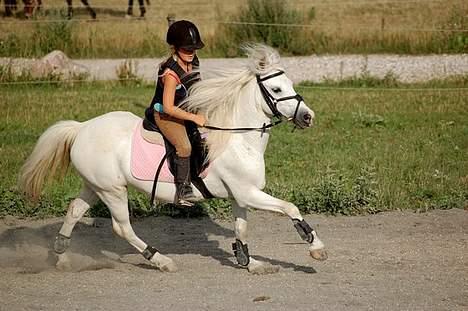 Welsh Mountain (sec A) Molly (solgt) - Molly og hendes nye ejer Sille billede 15