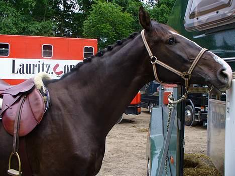 Anden særlig race Elvis *SOLGT* - Til stævne i bernstoffsparken 2005 billede 9