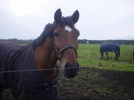 Irsk Sportspony Irish pleasure (Aflivet) - Har du noget mad, man måske kunne få noget af :-D billede 17