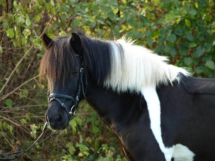 {{currentPhoto.altText}} billede {{currentPhoto.number}}