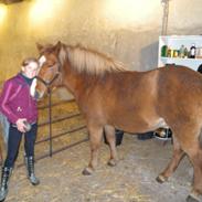 Islænder Dufa fra Caspers Gård