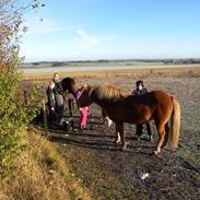 Islænder Dufa fra Caspers Gård
