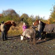Islænder Dufa fra Caspers Gård