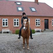 Islænder Dufa fra Caspers Gård