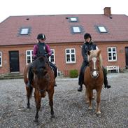 Islænder Dufa fra Caspers Gård