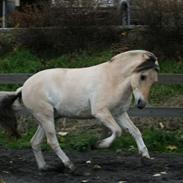 Fjordhest Absalon Lukas