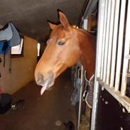 Trakehner kazmir