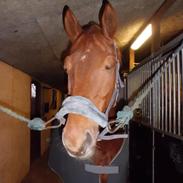 Trakehner kazmir
