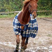 Trakehner kazmir