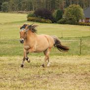 Anden særlig race Kastanjely's Sheik