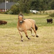 Anden særlig race Kastanjely's Sheik