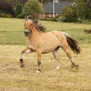 Anden særlig race Kastanjely's Sheik