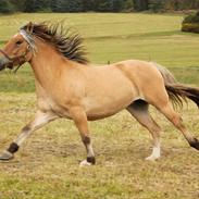 Anden særlig race Kastanjely's Sheik