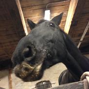 Dansk Varmblod Ofelia