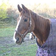 Dansk Varmblod Safir