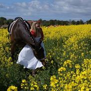 Dansk Varmblod Romulus Ask