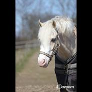 Welsh Pony af Cob-type (sec C) Rosengårdens Nakuma