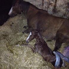 Welsh Cob (sec D) Midnights Magic (himmelhest)