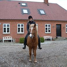 Islænder Dufa fra Caspers Gård