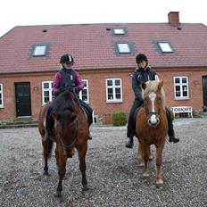 Islænder Dufa fra Caspers Gård