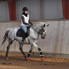 Appaloosa Cassiopaia