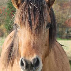 Anden særlig race Zille