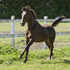 New Forest Freedom   [Himmelhest]