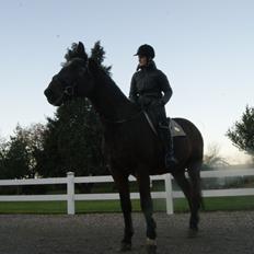 Dansk Varmblod Darrigårdens Leifich