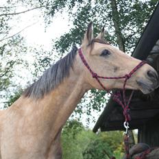 Anden særlig race Baltic Simba (my soul mate)
