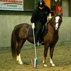 Anden særlig race Flicka