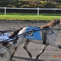 Gotlandsruss Så Tuff JSA 666