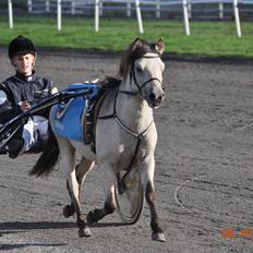 Gotlandsruss Så Tuff JSA 666