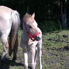 Anden særlig race Sultan