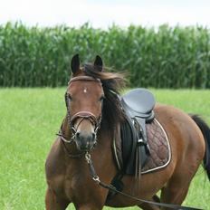 Pinto Dark Daimond<3