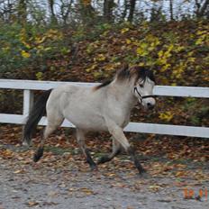Gotlandsruss Så Tuff JSA 666