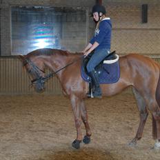 Dansk Varmblod Østmarks Mia