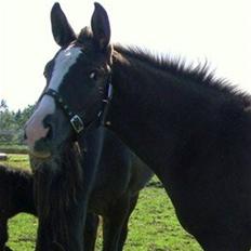 Knabstrupper Havens Bellis