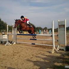 Arabisk fuldblod (OX) Lynet OX