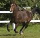 New Forest Freedom   [Himmelhest]