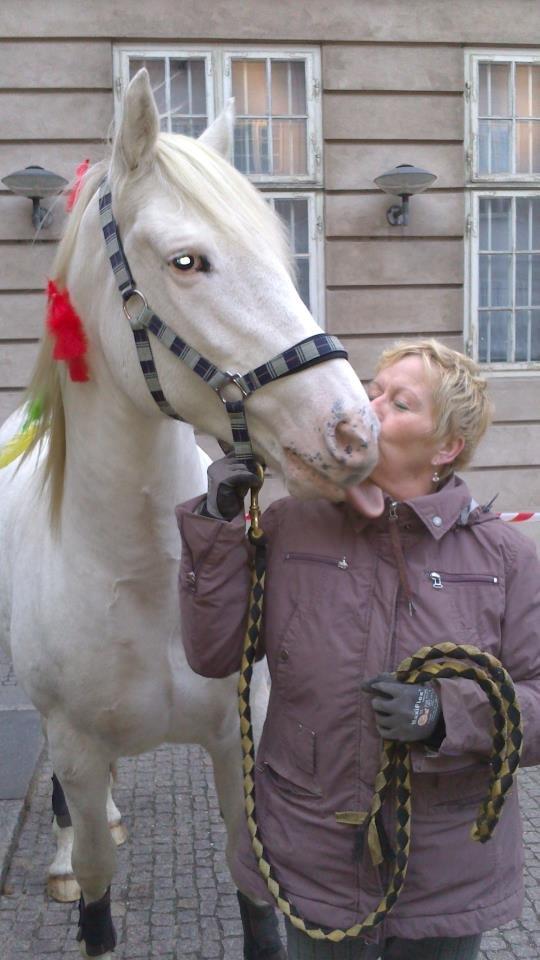 Appaloosa Artax - Vi var inde på Nationalmuseet, der var indianer udstilling, så derfor har han fjer i sin man. billede 12