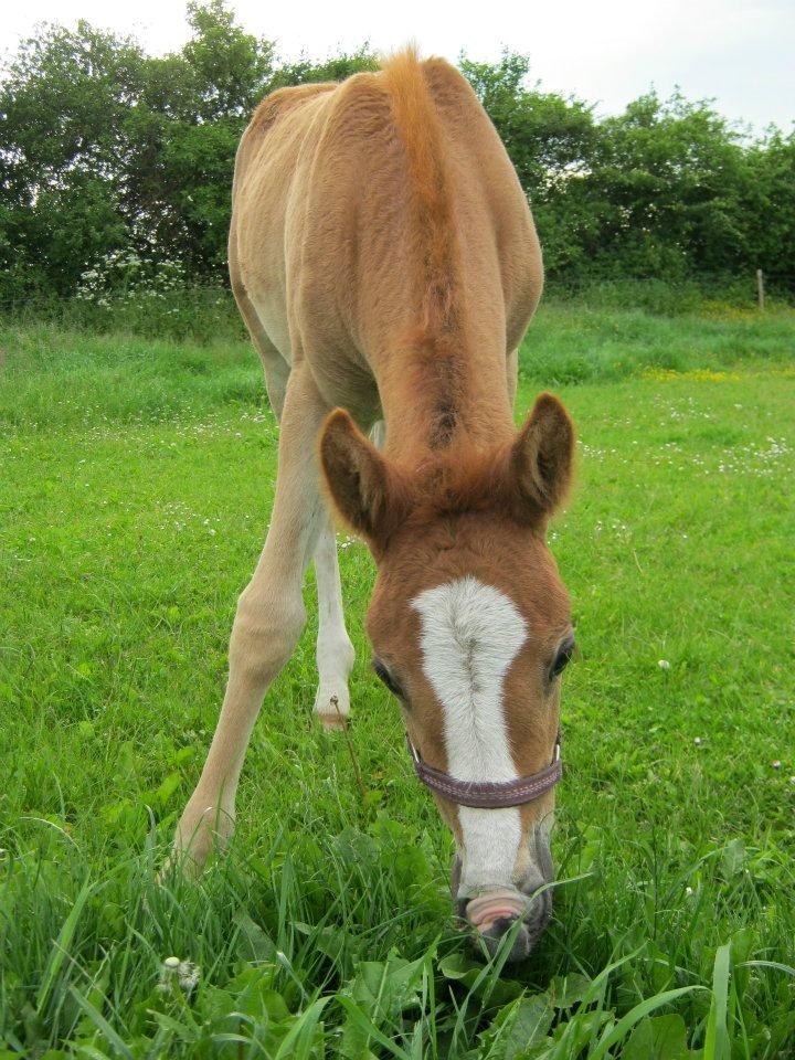 Welsh Cob (sec D) Midnights Magic (himmelhest) billede 1