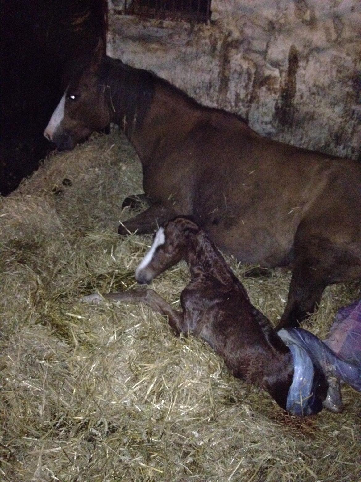 Welsh Cob (sec D) Midnights Magic (himmelhest) billede 2