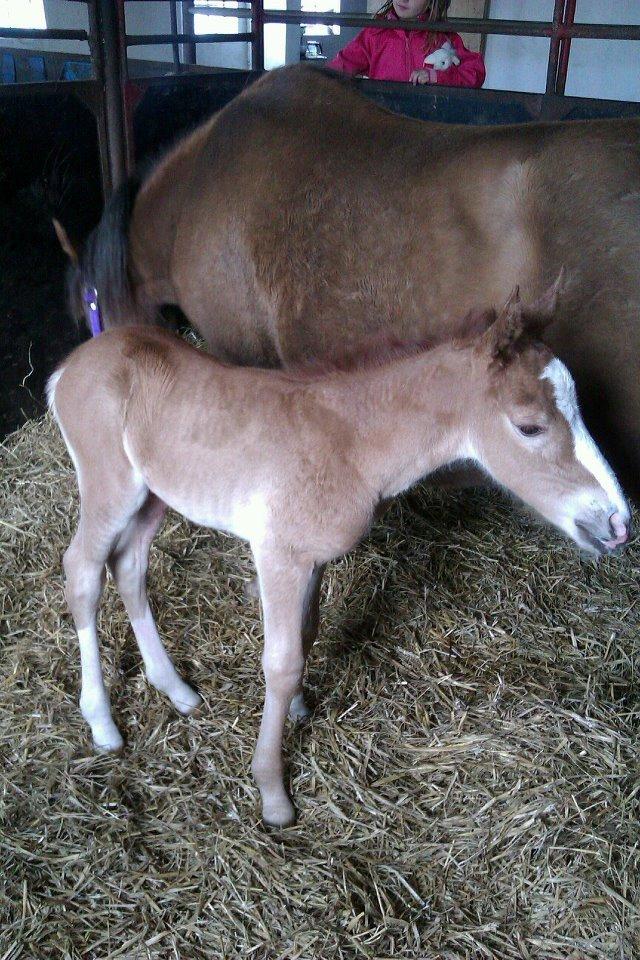 Welsh Cob (sec D) Midnights Magic (himmelhest) billede 3