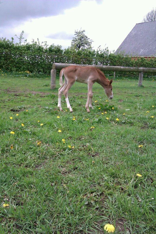 Welsh Cob (sec D) Midnights Magic (himmelhest) billede 4