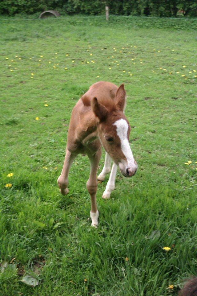 Welsh Cob (sec D) Midnights Magic (himmelhest) billede 5