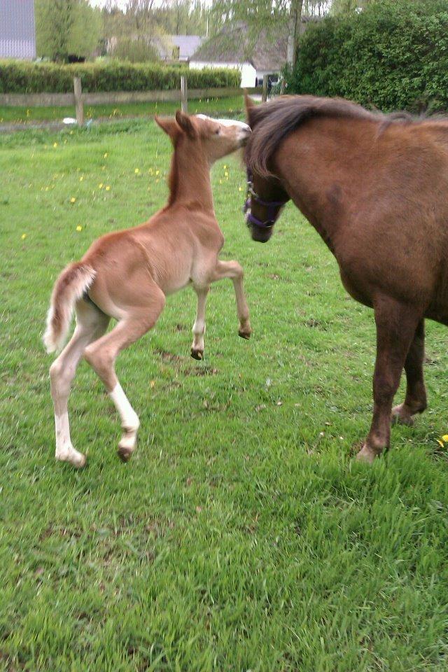 Welsh Cob (sec D) Midnights Magic (himmelhest) billede 6